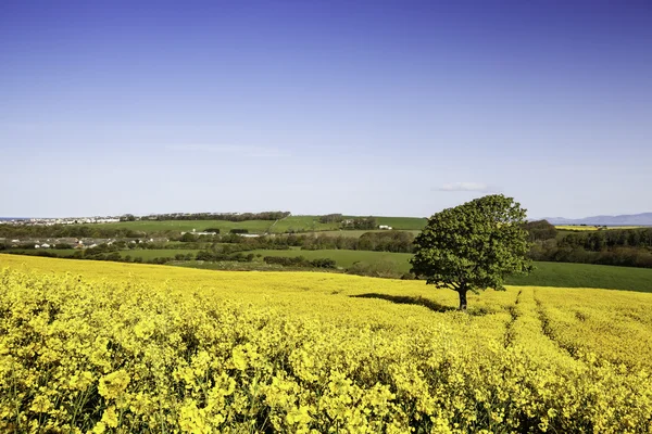 Golden Fields — Stock Photo, Image