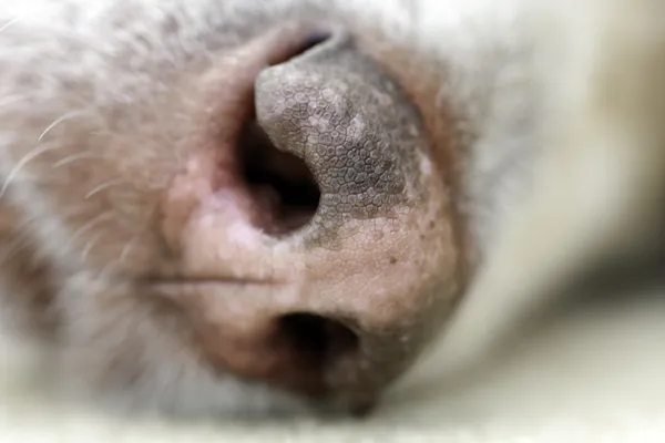 Alaskan malamute