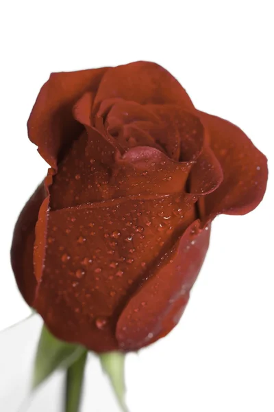 Μακροεντολών του rose — Φωτογραφία Αρχείου