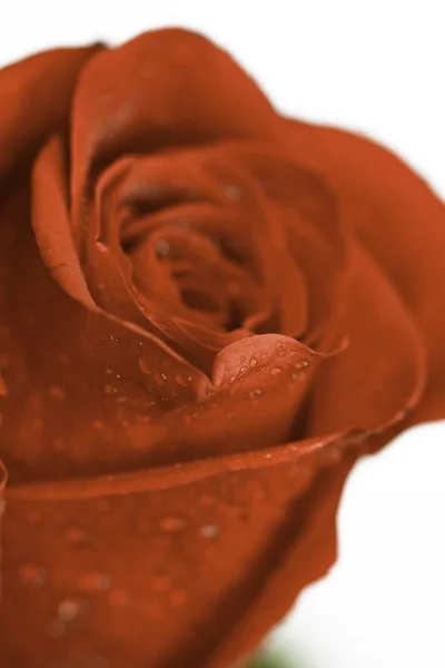 Macro Rose — Stock Photo, Image