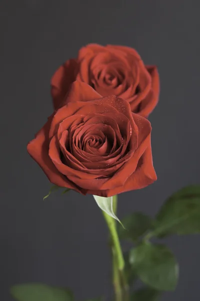 Macro rose — Stockfoto