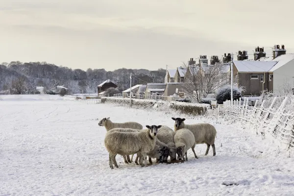 Snowy Scene — Stock Photo, Image