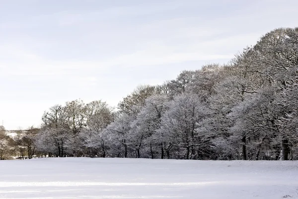 Snowy Scene — Stock Photo, Image
