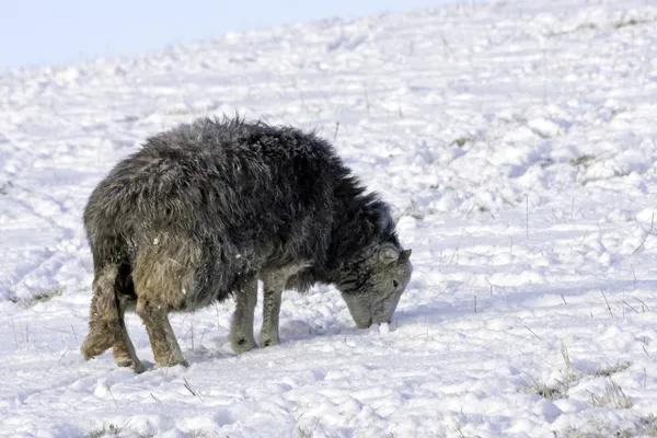 Lakeland ovce v zimě — Stock fotografie