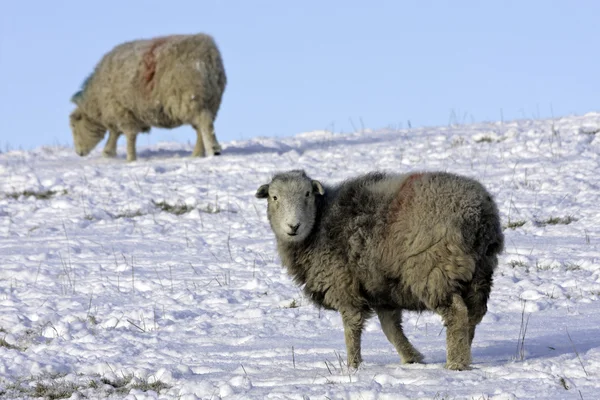 Lakeland Sheep in winter — Stock Photo, Image