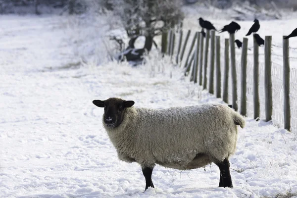 Lakeland Sheep in winter — Stock Photo, Image