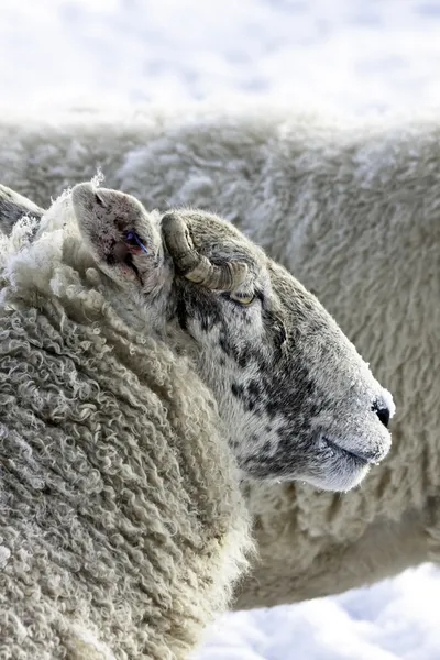 Lakeland Sheep in winter — Stock Photo, Image