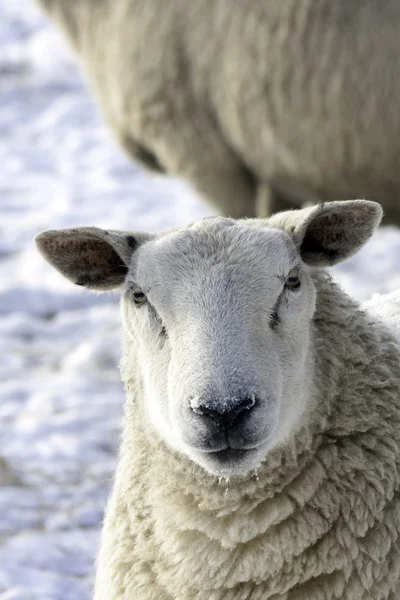 Lakeland Sheep in winter — Stock Photo, Image