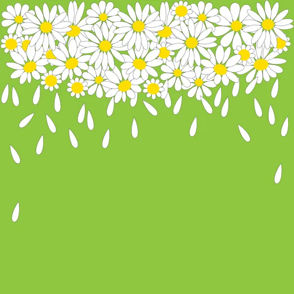 Many white daisies on green background — Stock Vector