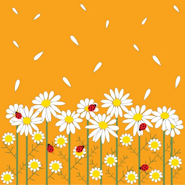 Chamomile flowers on orange background — Stock Vector