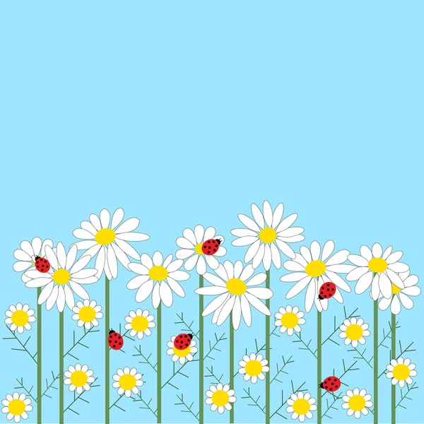 Chamomile flowers with ladybirds on background — Stock Vector