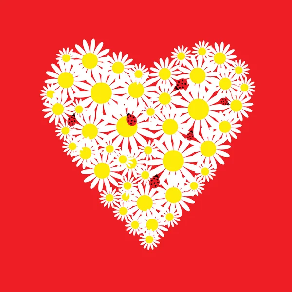 The heart of daisies with ladybirds — Stock Vector