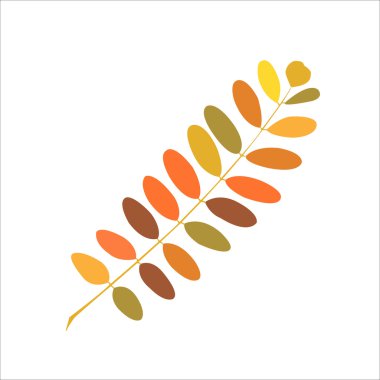 sonbahar akasya dalı