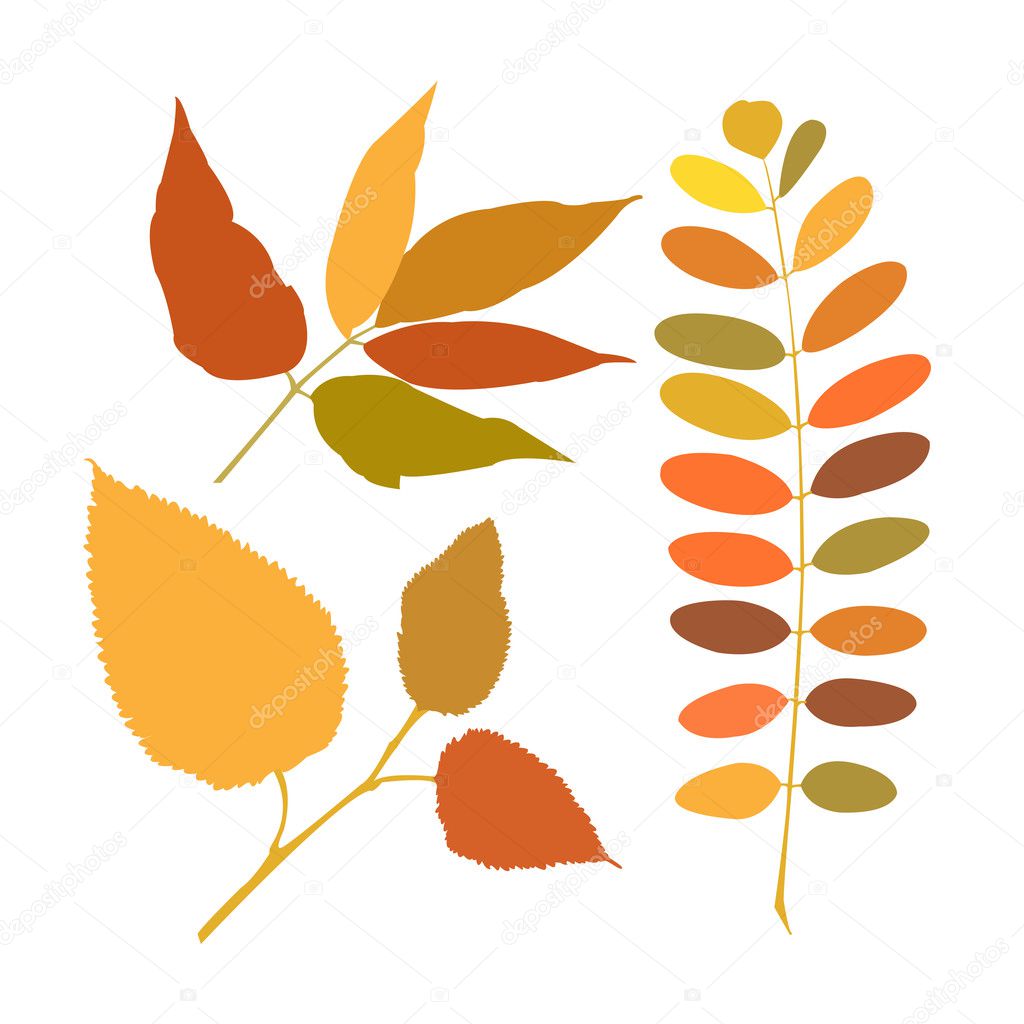Set of different branches of autumn
