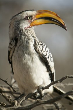Tockus leucomelas