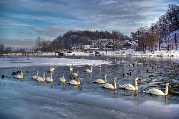 Cisnes en Tyniec, invierno —  Fotos de Stock