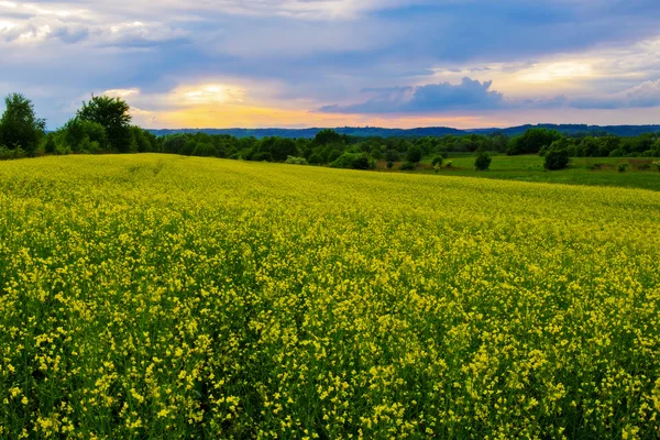 Campo di stupro e tramonto Immagini Stock Royalty Free