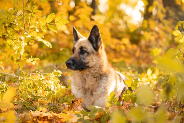 Sonbaharda köpek. Mutlu Doğu Avrupa çoban köpekleri akçaağaç yapraklarına karşı ürerler. Sonbahar sezonu