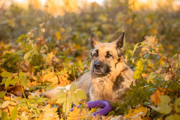 Sonbaharda köpek. Mutlu Doğu Avrupa çoban köpekleri akçaağaç yapraklarına karşı ürerler. Sonbahar sezonu