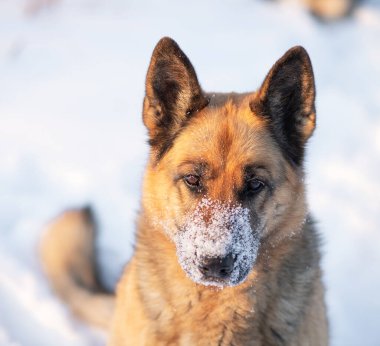 The dog sits on the white snow. The East European Shepherd Dog feels great in winter and loves to play in the snow