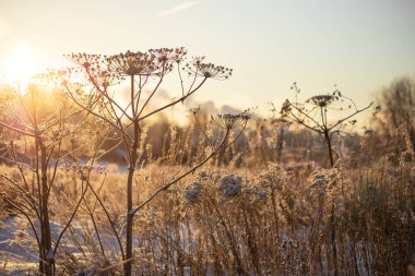 Açık beyaz kabarık kar kalın bir tabaka ile kaplı ve sabah güneşin ışınları tarafından kışın backlighted kuru bitkiler