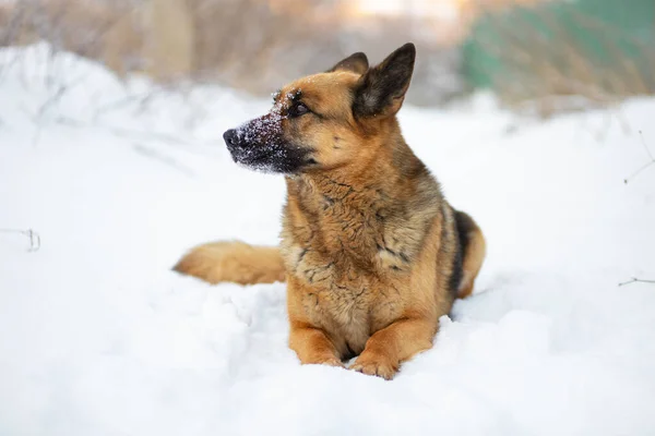 Köpek beyaz karın üzerinde yatıyor. Doğu Avrupa Çoban Köpeği kışın kendini harika hisseder ve karda oynamayı sever.