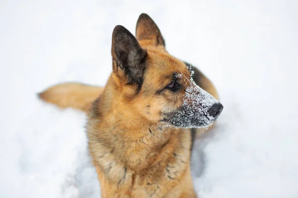 Köpek beyaz karın üzerinde yatıyor. Doğu Avrupa Çoban Köpeği kışın kendini harika hisseder ve karda oynamayı sever.