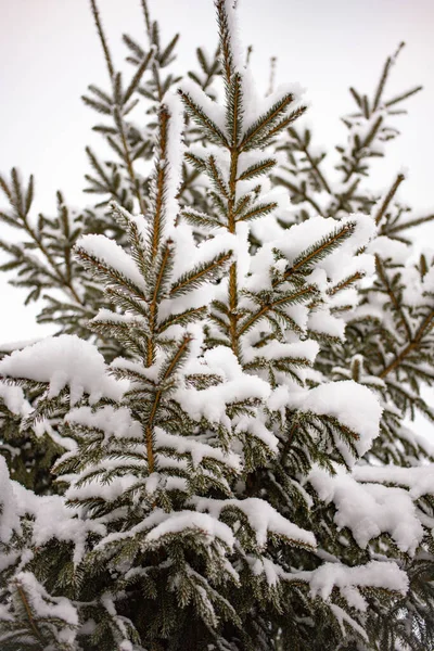 Відгалуження Снігового Дерева Білому Небі Ялинкові Гілки Снігу Проти Неба — стокове фото