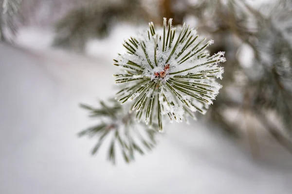 Christmas tree branches in the snow. Winter landscape with blure snowy trees and snowflakes. Christmas concept.