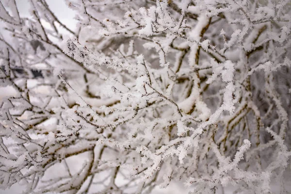 Bílý Sníh Holých Větvích Stromů Mrazivého Zimního Dne Zblízka Přirozené — Stock fotografie