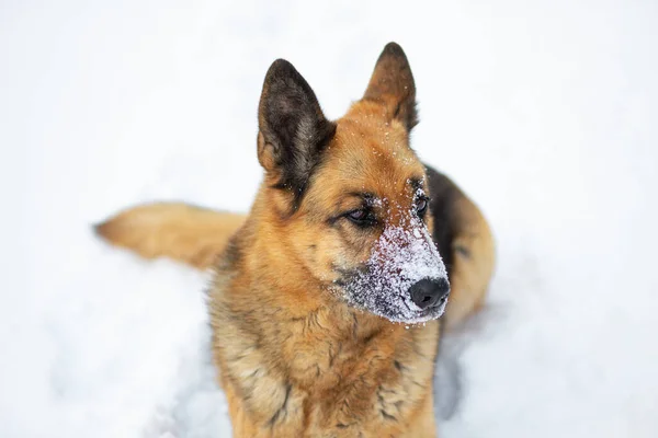 Köpek beyaz karın üzerinde yatıyor. Doğu Avrupa Çoban Köpeği kışın kendini harika hisseder ve karda oynamayı sever.
