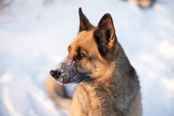 Köpek beyaz karın üzerinde yatıyor. Doğu Avrupa Çoban Köpeği kışın kendini harika hisseder ve karda oynamayı sever.