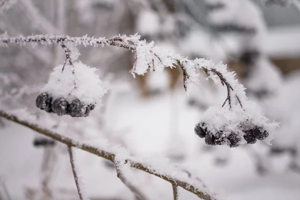 black chokeberry berries covered with snow against the background of bushes, branches and berries. Winter landscape, ripe berries for the birds