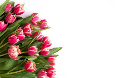 Beyaz arka planda pembe laleler. Anneler günü, sevgililer günü, doğum günü kutlaması konsepti. Tebrik kartı. Metin için boşluk kopyala, üst görünüm