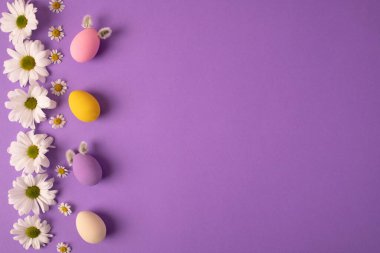 Paskalya masasına servis yapmak için güzel kompozisyon. Pastel renkli yumurtalar, pembe, mavi ve sarı, beyaz papatya çiçeği, mor arka planda kasımpatı. Mutlu Paskalya tebrik kartları. Üst görünüm