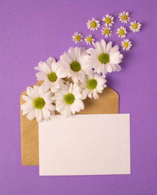 Sevgililer günü için tebrik kartı konsepti, düğün ya da anneler günü, kadınlar günü. İçinde boş bir kağıt ve güzel papatyalar olan açık bir zarf. Mor arka planda kasımpatılar.