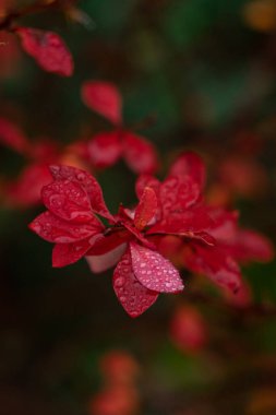 Yeni mevsimde renk değiştiren çalıların kırmızı yapraklarına sonbahar yağmuru damlaları düşer.