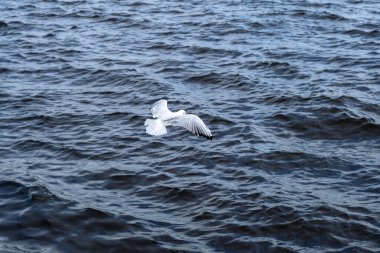 Suyun kenarında duran bir martı. Suya yakın bir martı. Seçici odak.