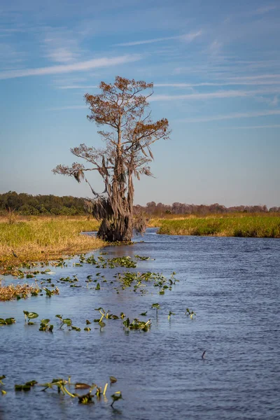Orlando Wetlands Landscapes Exposure While Doing Airboat Tour — Stock Photo, Image