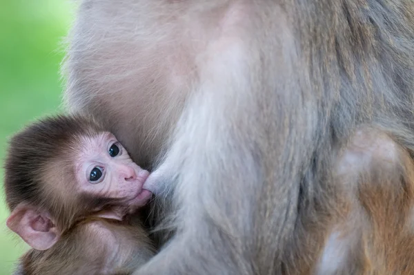 Tiny macaque breastfeeding — Stock Photo, Image