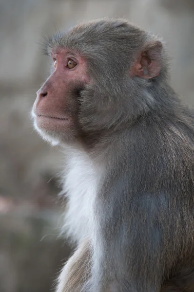 Retrato masculino macaco — Foto de Stock