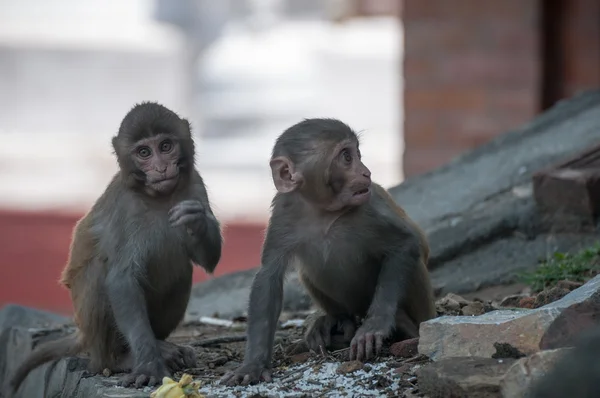 Par de macacos jóvenes — Foto de Stock