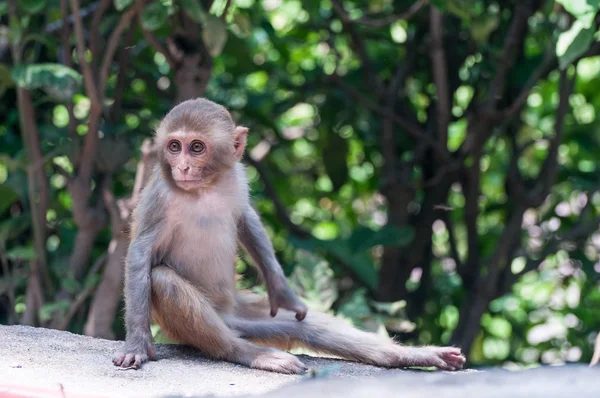 Young macaque — Stock Photo, Image