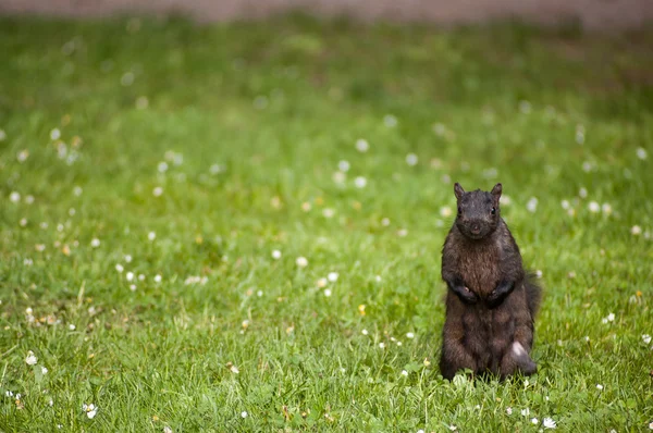 푸른 잔디에 다람쥐 블랙 로열티 프리 스톡 이미지