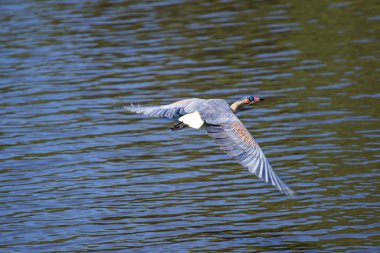 Serbest ortamda mavi balıkçıl üzerine yakın plan.