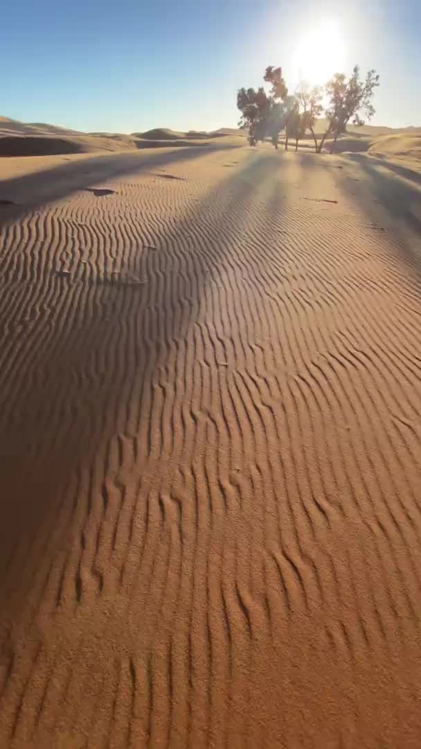 Árbol solitario en el desierto en tiempo ventoso. inicio de tormenta de arena — Vídeo de stock
