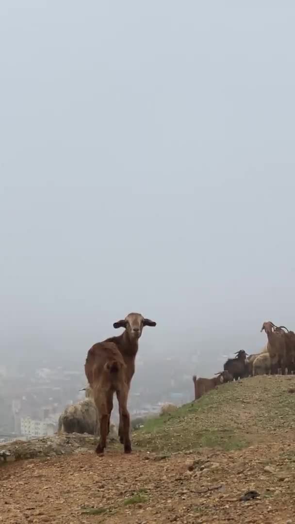 Animaux au Maroc, ânesse amicale dans une ferme avec montagne et mer derrière — Video