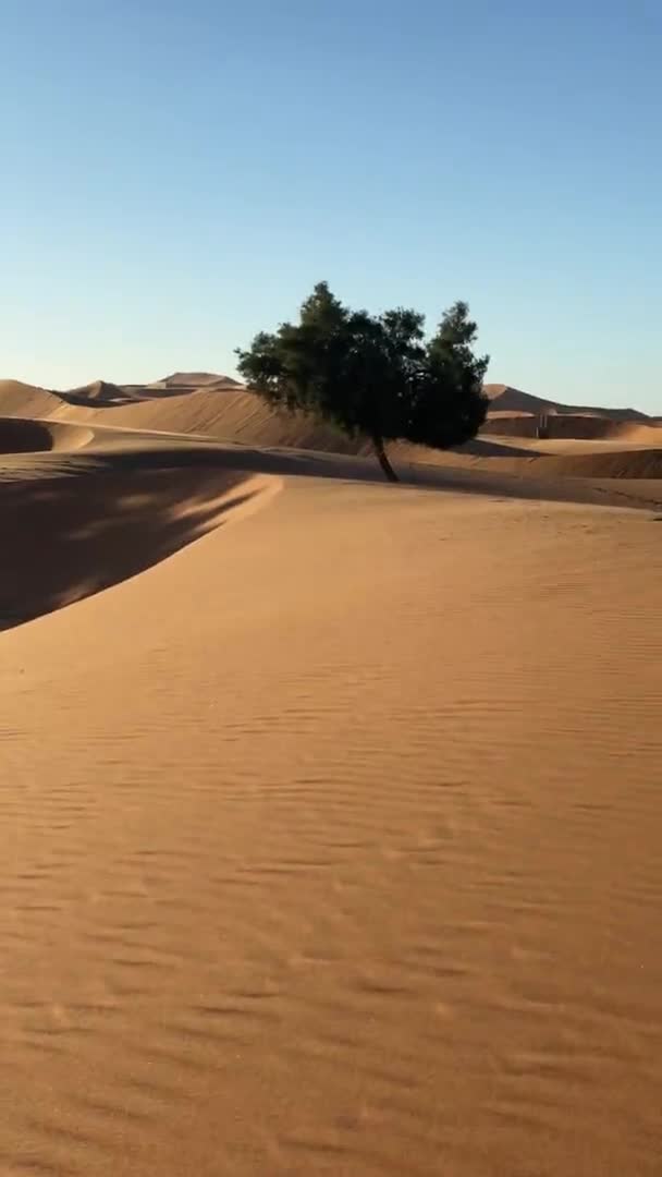 Lonely tree in desert in windy weather. beginning of sandstorm — Stock Video