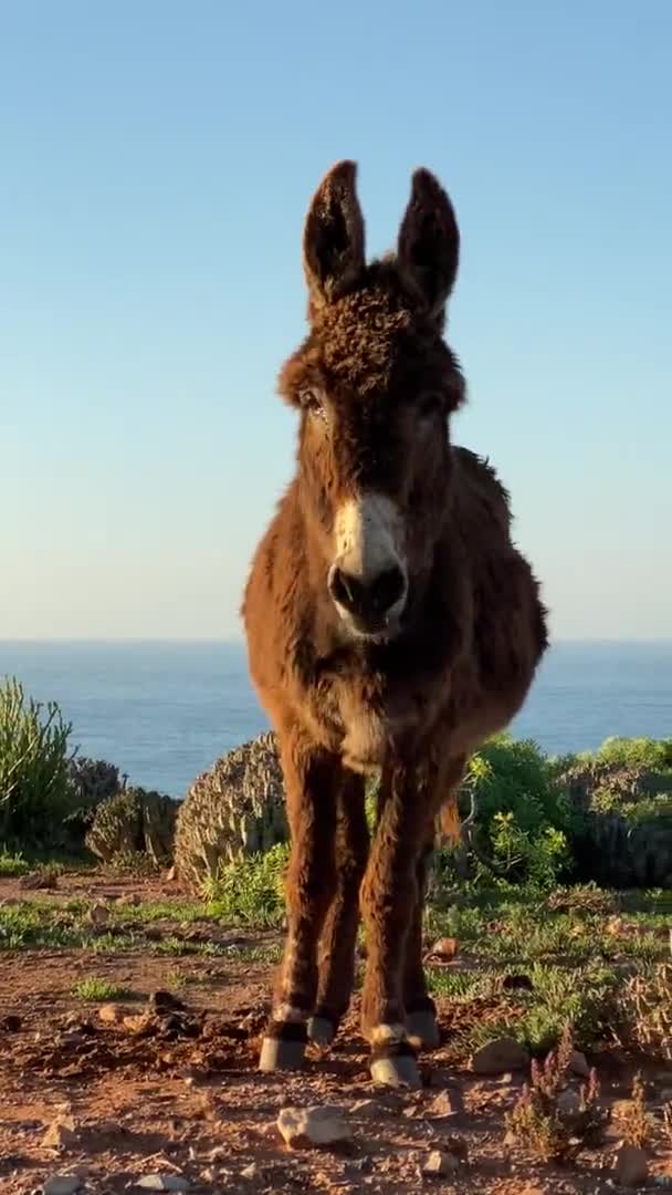 Animals in Morocco, friendly donkey in farm with mountain and sea behind — Stock Video