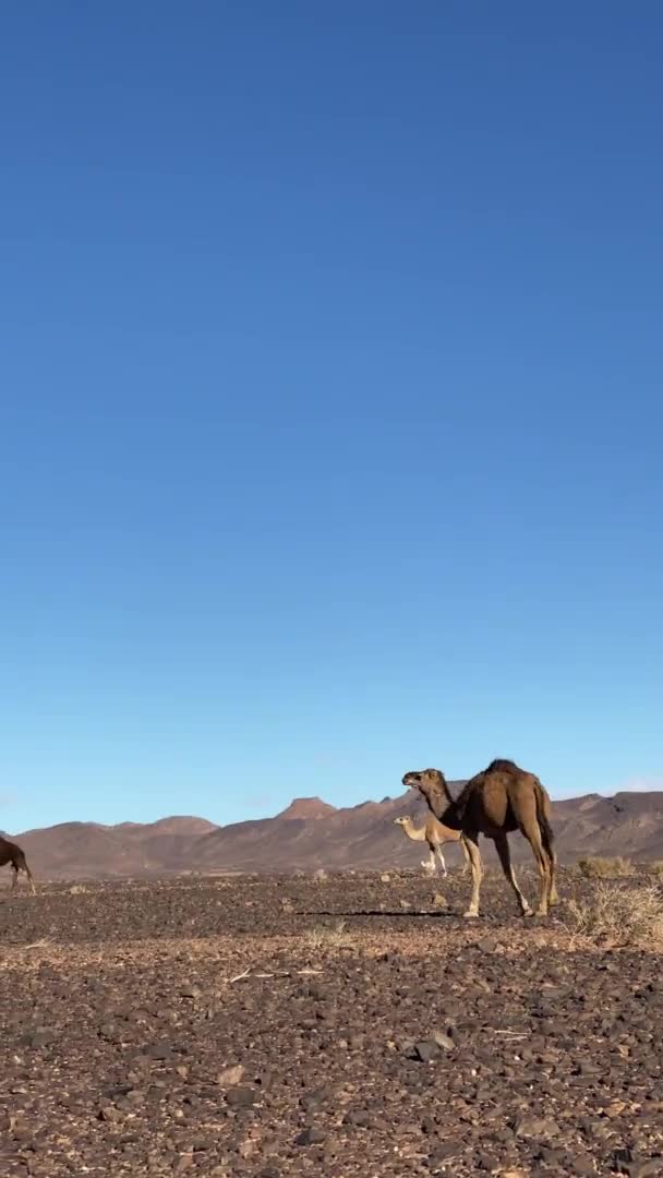 Djur i Marocko, vänlig åsna på gård med berg och hav bakom — Stockvideo